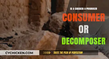 Understanding Chickens' Ecological Role: Producer, Consumer, or Decomposer?