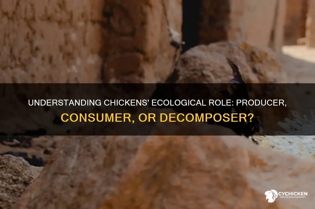is a chicken a producer consumer or decomposer