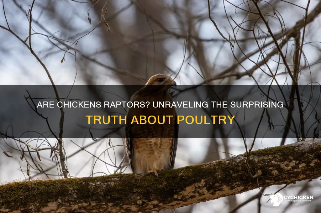 is a chicken a raptor type bird