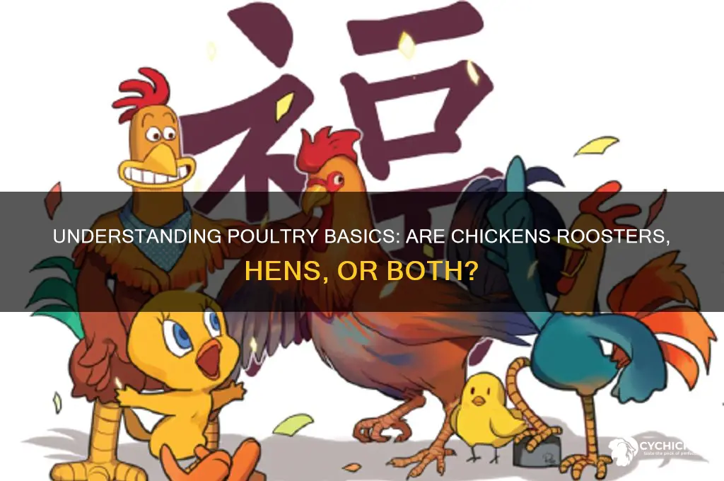 is a chicken a rooster or a hen