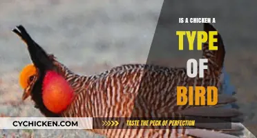 Is a Chicken a Bird? Exploring Poultry's Place in Avian Taxonomy