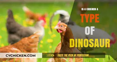 Are Chickens Modern Dinosaurs? Unraveling the Evolutionary Connection