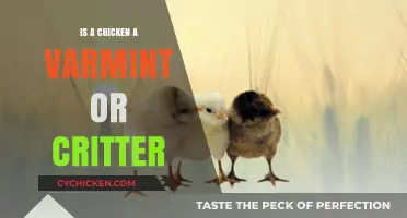 Are Chickens Varmints or Critters? Unraveling the Poultry Puzzle