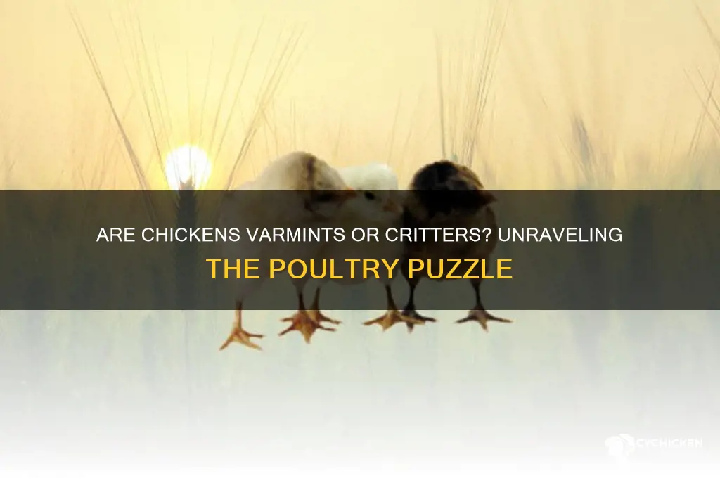 is a chicken a varmint or critter
