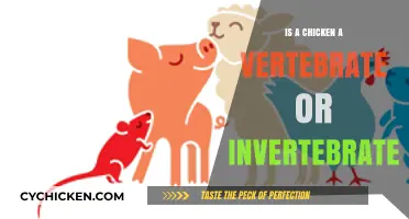Are Chickens Vertebrates or Invertebrates? Unraveling the Animal Kingdom Mystery