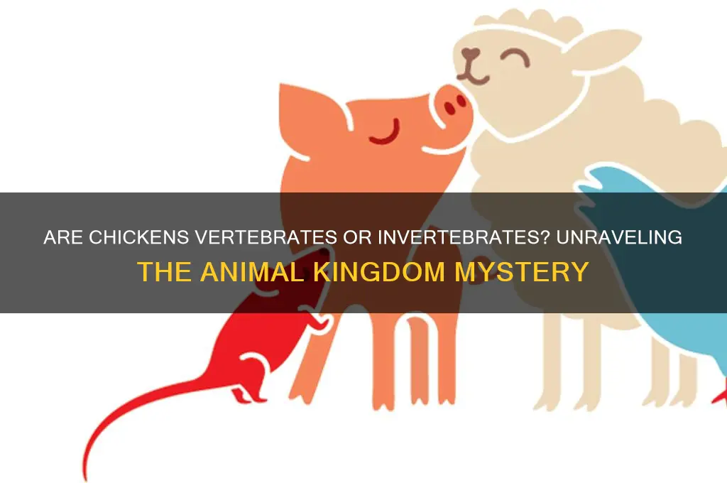 is a chicken a vertebrate or invertebrate