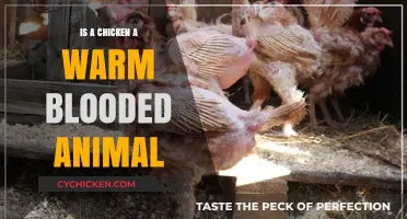 Are Chickens Warm-Blooded? Uncovering the Truth About These Feathered Creatures