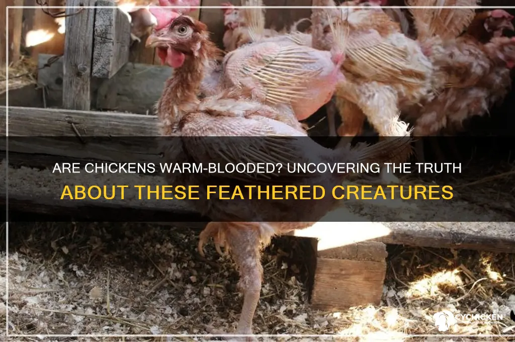 is a chicken a warm blooded animal
