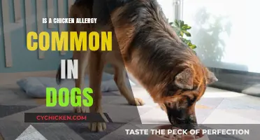 Chicken Allergy in Dogs: How Common Is It and What to Do
