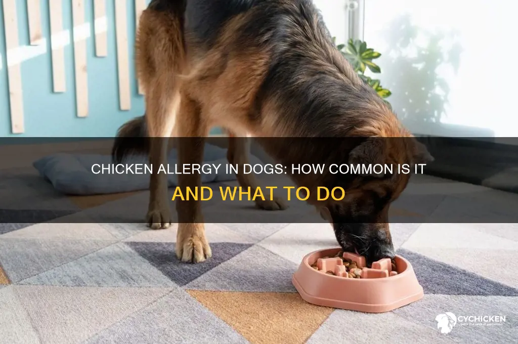 is a chicken allergy common in dogs