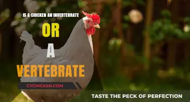 Are Chickens Vertebrates or Invertebrates? Unraveling the Poultry Puzzle