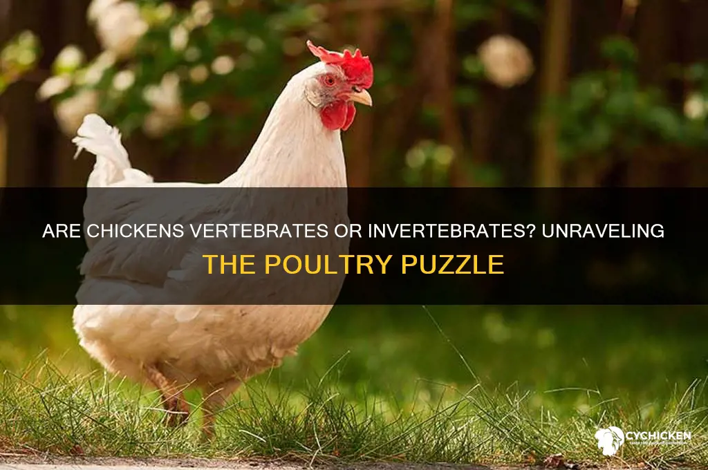is a chicken an invertebrate or a vertebrate