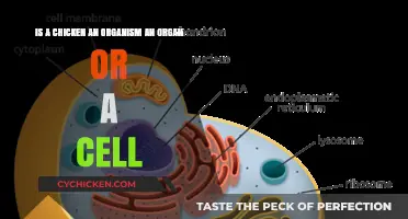What is a Chicken? Organism, Organ, or Cell?