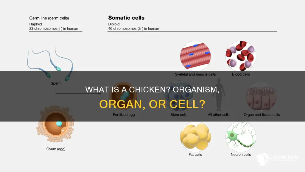 is a chicken an organism an organ or a cell