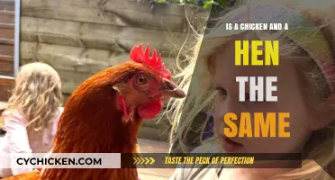 Are Chickens and Hens the Same? Unraveling the Poultry Puzzle