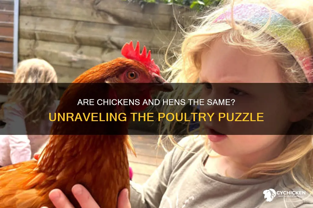 is a chicken and a hen the same