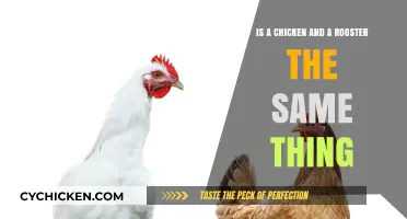 What's the Difference Between a Chicken and a Rooster?