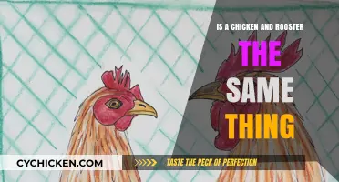 Chickens vs. Roosters: Unraveling the Differences and Similarities