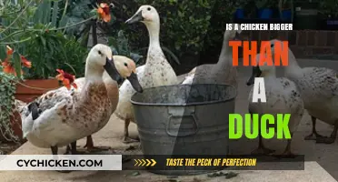Chicken vs. Duck: Size Comparison and Surprising Differences Revealed
