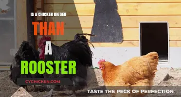 Chicken vs. Rooster: Size Comparison and Surprising Differences Explained
