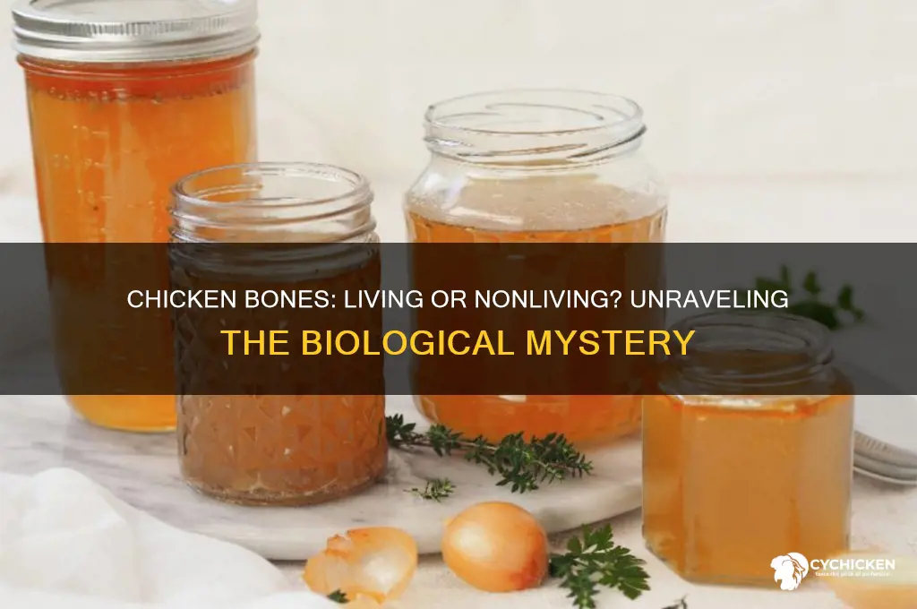 is a chicken bone living or nonliving