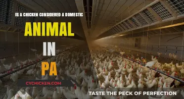 Pennsylvania's Chicken Conundrum: Domestic or Not?
