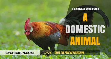 Are Chickens Domestic Animals? Exploring Their Classification and Role