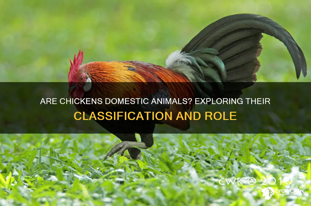 is a chicken considered a domestic animal
