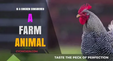 Are Chickens Farm Animals? Exploring Their Role in Agriculture