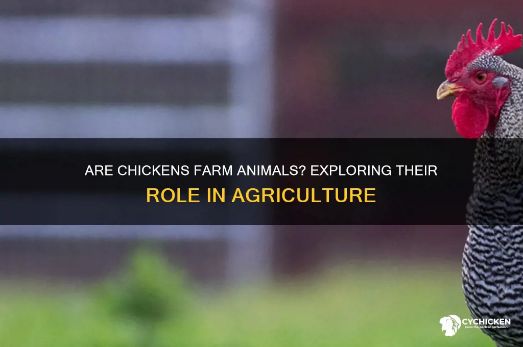 is a chicken considered a farm animal