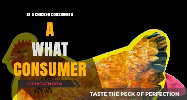 Is a Chicken a Primary, Secondary, or Tertiary Consumer?