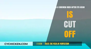 How Chickens Survive After Decapitation