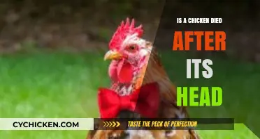 Can Chickens Survive After Decapitation? Unraveling the Myth and Facts