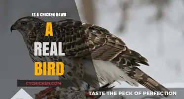 Is a Chicken Hawk Real? Unveiling the Truth Behind the Name