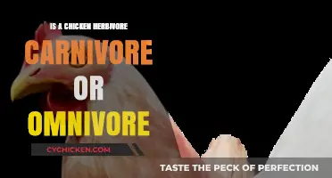 What Do Chickens Eat? Herbivore, Carnivore, or Omnivore Explained