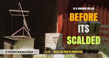 Is a Chicken Killed Before Scalding? The Truth Behind Poultry Processing