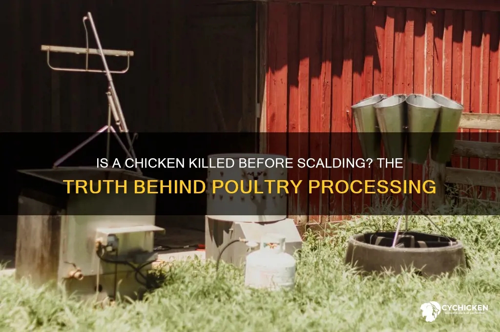 is a chicken killed before its scalded
