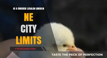 Is Keeping Chickens Legal in Lincoln, NE City Limits?