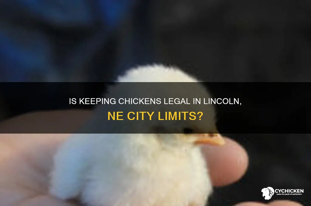is a chicken legalin lincoln ne city limits