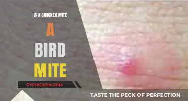 Are Chicken Mites and Bird Mites the Same Species?
