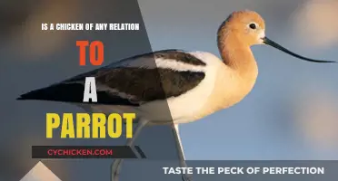 What's Common in Parrots and Chickens?