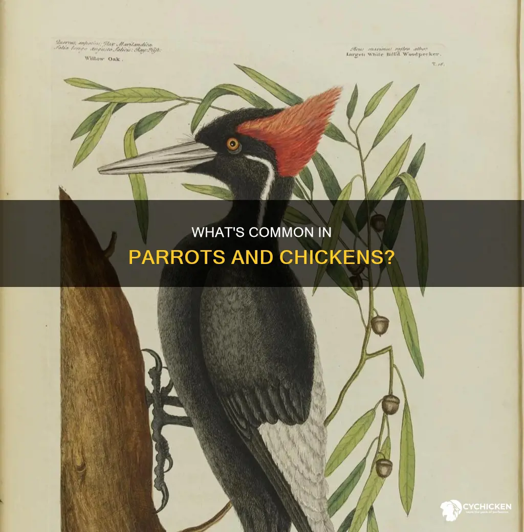 is a chicken of any relation to a parrot