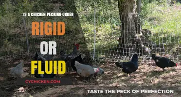 Chicken Pecking Order: Rigid Hierarchy or Dynamic Social Structure?