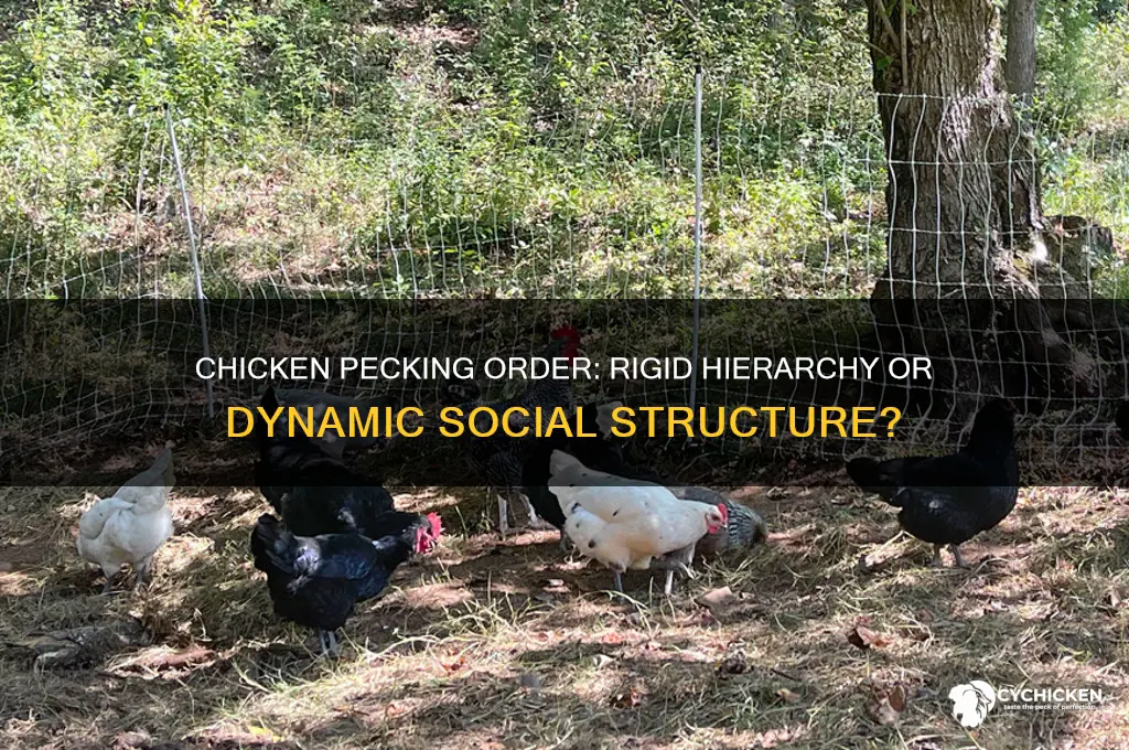 is a chicken pecking order rigid or fluid