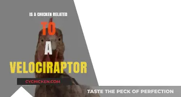 Are Chickens Modern-Day Velociraptors? Unraveling the Dinosaur Connection