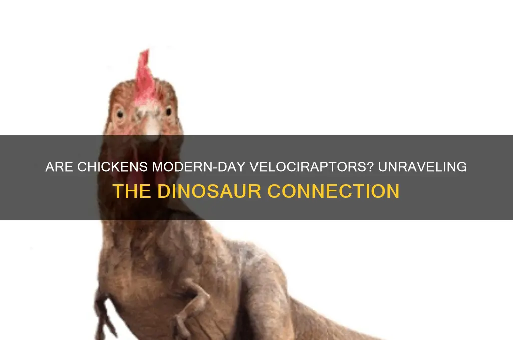 is a chicken related to a velociraptor