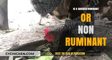Are Chickens Ruminants? Unraveling the Truth About Poultry Digestion