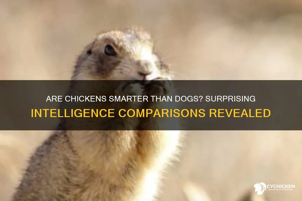 is a chicken smarter than a dog