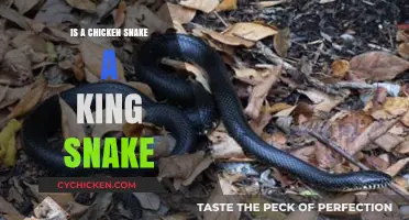 Chicken Snake vs. King Snake: Unraveling the Reptilian Identity Mystery