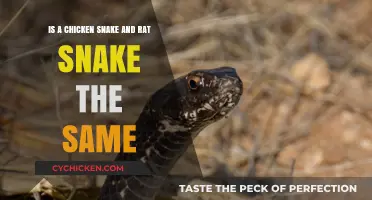 Snake Species: Chicken or Rat?